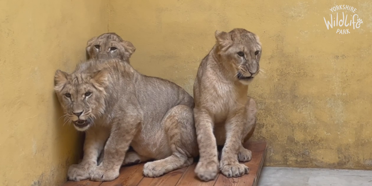 Yorkshire Wildlife Park's race to save four war traumatised Ukrainian